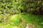 2014-07-05_Laengental-N-Hochweg (607). JPG